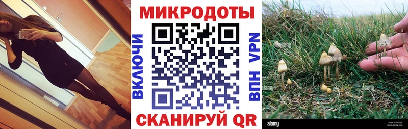 omg tor  Суджа  Галлюциногенные грибы Psilocybe 